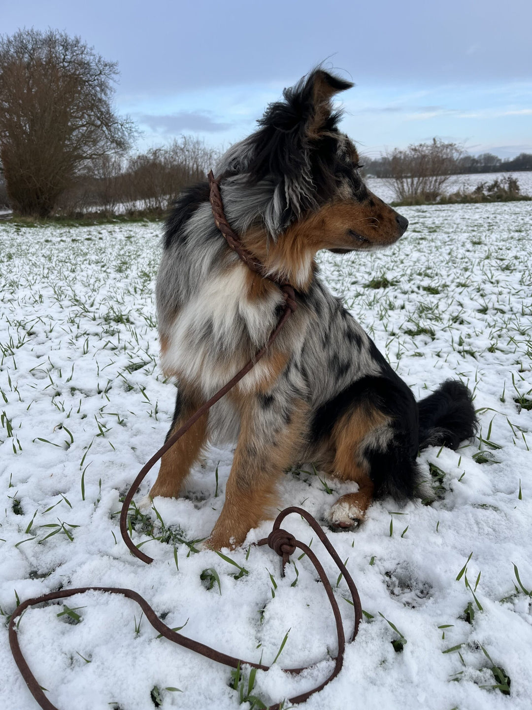 Ida mit Retrieverhalsband