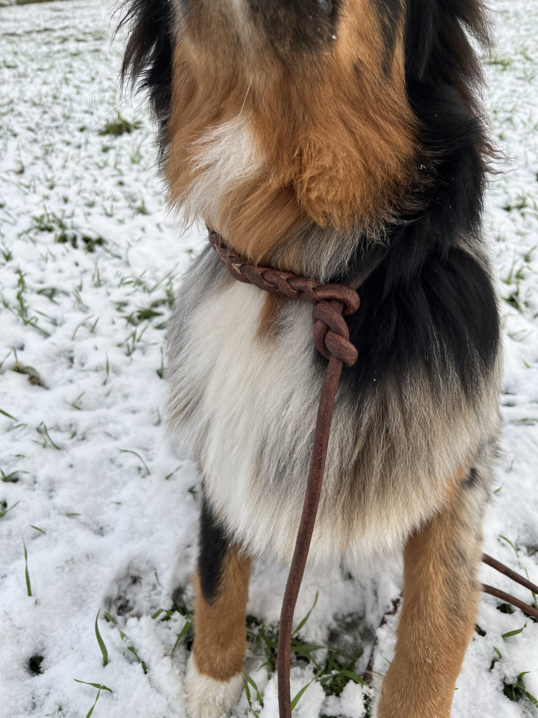 Ida mit Retrieverhalsband